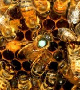 A méhpempő mellékhatásai