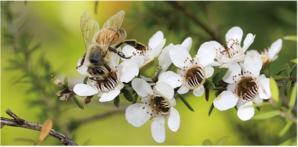 Méhpempő Kapcsolatfelvétel