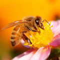 Méhpempő biztonságos fogyasztással