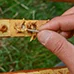 A méhpempő begyűjtése és fő hatóanyagai