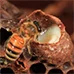 Infók a méhpempőről